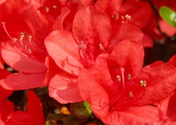 Prana and Sraddha with Saraswathi Vasudevan.