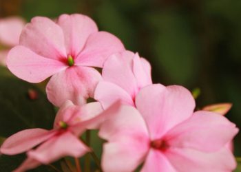 Moving from Gross to Subtle - Journey with Sankhya and Yoga with Saraswathi Vasudevan.